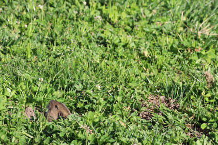 Photos of Wildflowers in spring in Half Moon Bay California