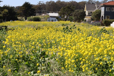 Photos of Wildflowers in spring in Half Moon Bay California