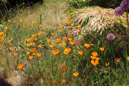 5/10/2021: Woodside, California: View of gardens and buildings at Filoli estatesのeditorial素材