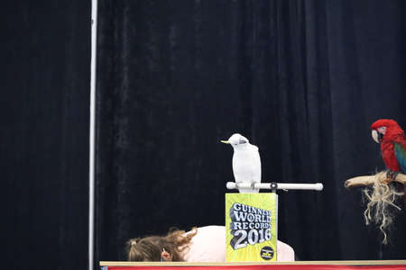 San Carlos, California: 7-10-2021: Bird show at Hiller Museumのeditorial素材