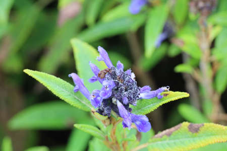 Photo of flowers in botanical gardens in Mendocino in California