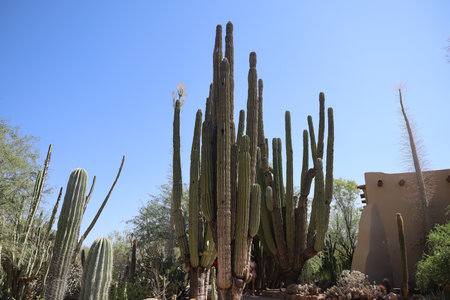 Phoenix, Arizona: 8-20-2022: Desert vegetation at Phoenix Botanical gardens Arizonaの写真素材