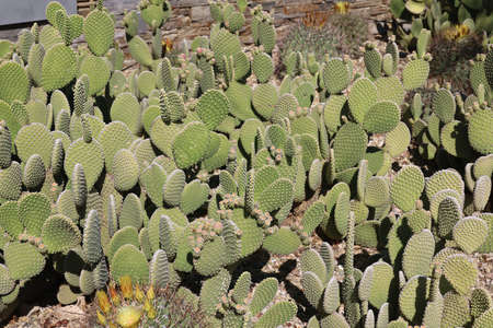 Phoenix, Arizona: 8-20-2022: Desert vegetation at Phoenix Botanical gardens Arizona