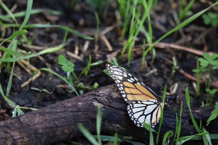 Photo of butterflies in Ardenwood farm Fremont Californiaの写真素材