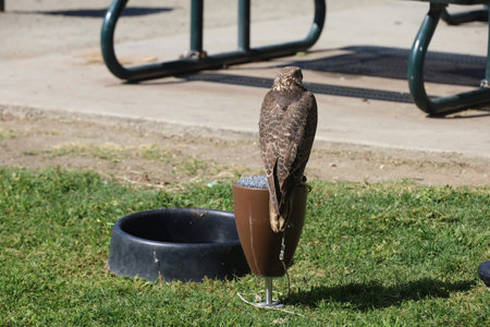 4-15-2023: Visalia, California: Brid show and trainer at a Renaissance Faireのeditorial素材