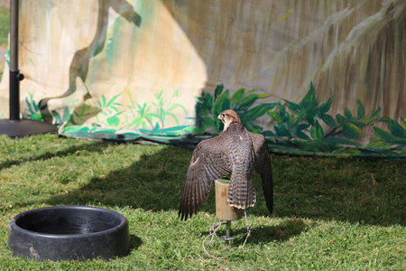 4-15-2023: Visalia, California: Brid show and trainer at a Renaissance Faireのeditorial素材