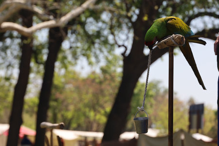 4-15-2023: Visalia, California: People in period costumes doing a parrot show at a Renaissance Faire