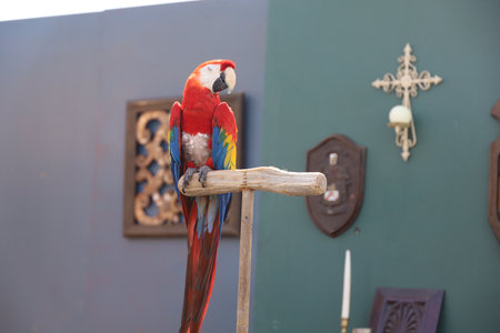 4-15-2023: Visalia, California: People in period costumes doing a parrot show at a Renaissance Faireのeditorial素材