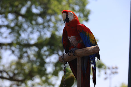 4-15-2023: Visalia, California: People in period costumes doing a parrot show at a Renaissance Faireのeditorial素材
