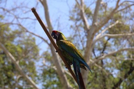 4-15-2023: Visalia, California: People in period costumes doing a parrot show at a Renaissance Faireのeditorial素材
