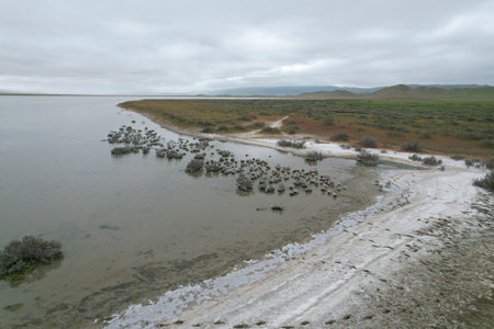 Photo of wildflowers at Carrizo plain national monument and Soda lake