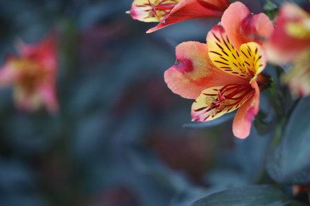 Photo of Elizabeth Gamble Gardens Palo Alto Californiaの写真素材