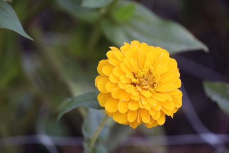 Photo of Elizabeth Gamble Gardens Palo Alto Californiaの写真素材