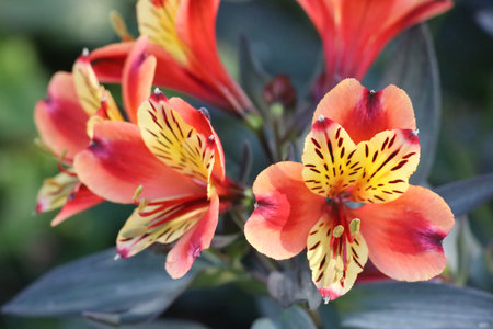 Photo of Elizabeth Gamble Gardens Palo Alto Californiaの写真素材