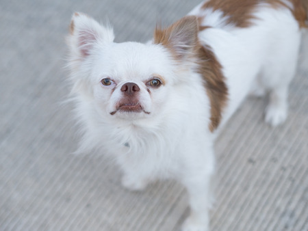 Small white brown friendly dog stand alone on street.の写真素材