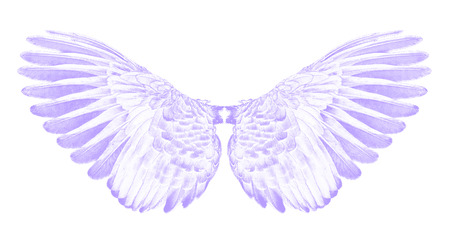 purple wings of birds on white bacgroundの写真素材