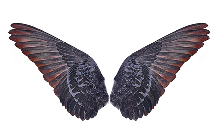 wings of birds  on white  bacgroundの写真素材