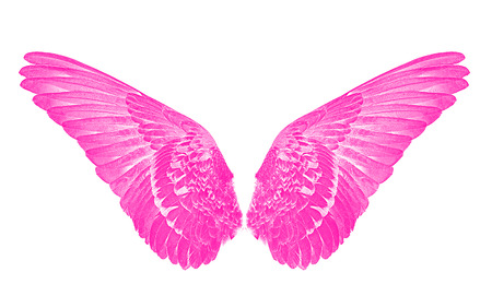 wings of birds  on white  bacgroundの写真素材