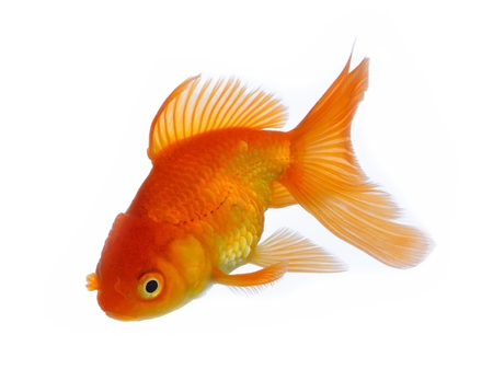 gold fish isolated on white backgroundの写真素材
