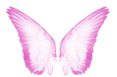 pink wings of birds  on white  bacgroundの写真素材