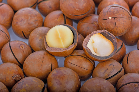 macadamia nut on a white backgroundの写真素材
