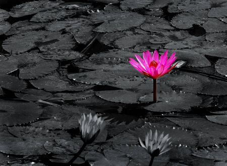 lotus flower backgroundの写真素材