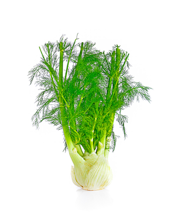 fresh fennel bulb isolated on white backgroundの写真素材