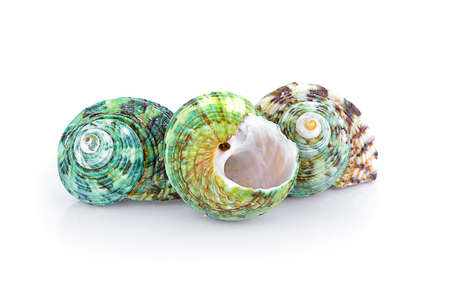 Sea shell on white backgroundの写真素材
