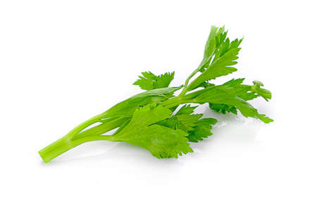 fresh celery on white backgroundの写真素材