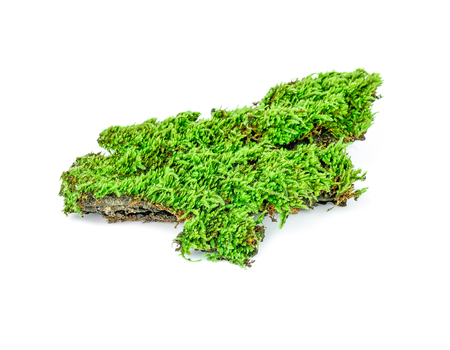 mos isolated on whiteの写真素材