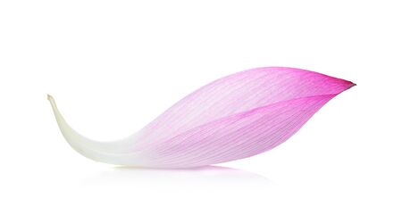 lotus petal isolated on white backgroundの写真素材
