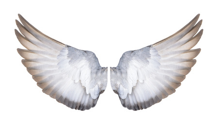 wings of birds on white backgroundの写真素材