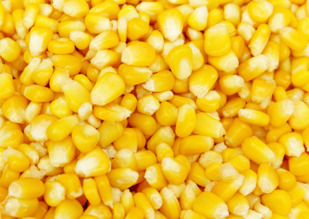 Corn texture. Yellow corns as background.の写真素材