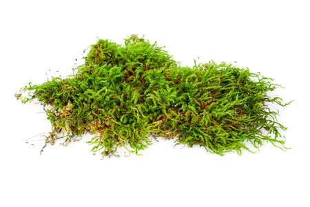 mos isolated on whiteの写真素材