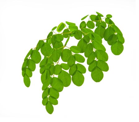 Moringa leaves isolate on white backgroundの写真素材