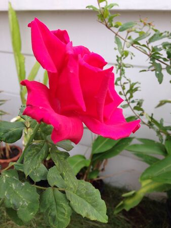 Pink rose in the gardenの素材