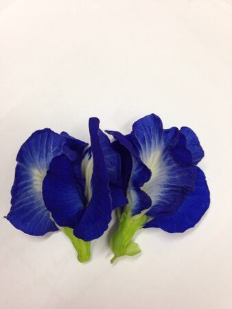 Flowers healthの素材