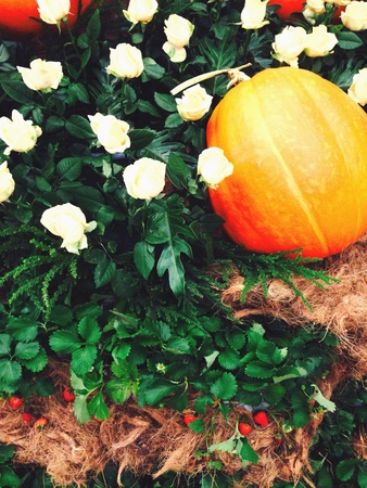 Pumpkin big yellow ball in the middle garden.の素材