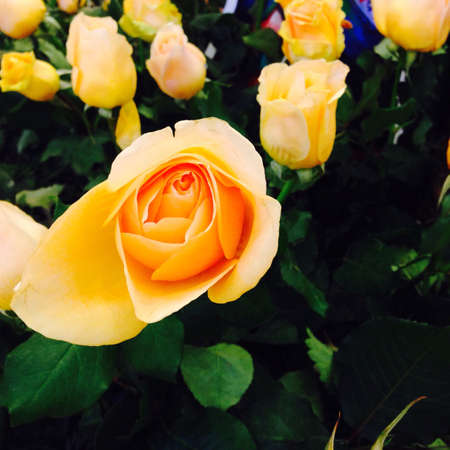 Rose bloom in the gardenの素材