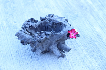 White-pink flowers on Wooden Style Vintage flowersの写真素材