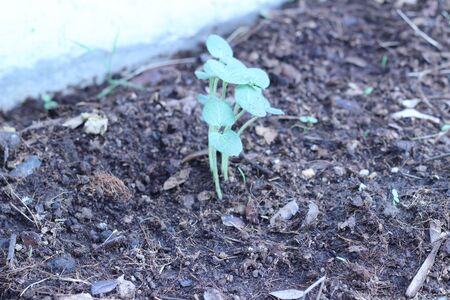 The seedlings are grown from seedsの写真素材