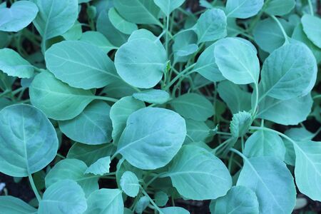 Kale in the outdoor gardenの写真素材