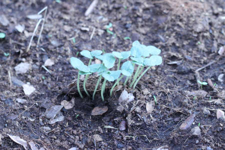 The seedlings are grown from seedsの写真素材
