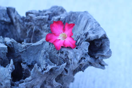 White-pink flowers on Wooden Style Vintage flowersの写真素材
