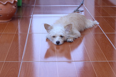 A brown and white dog lookingの写真素材