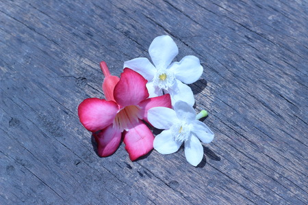 Bright flowers drop on the ground outdoorsの写真素材
