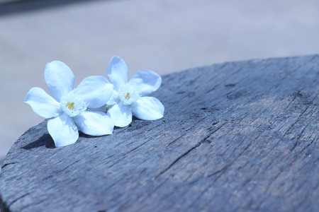 Bright flowers drop on the ground outdoorsの写真素材