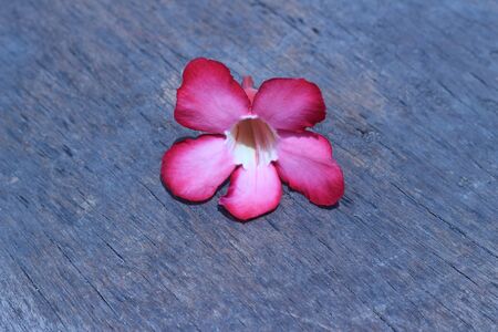 Vibrant Flowers Dropped On The Gray Backgroundの写真素材