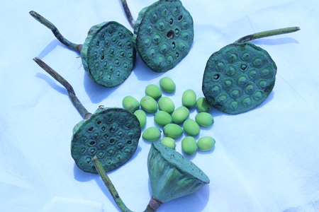 Lotus seeds green on a white background.の写真素材