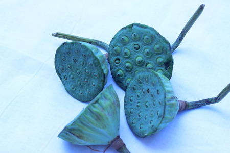 Lotus seeds green on a white background.の写真素材